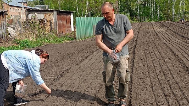 В Саргатском лесхозе заложен временный питомник хвойных деревьев.